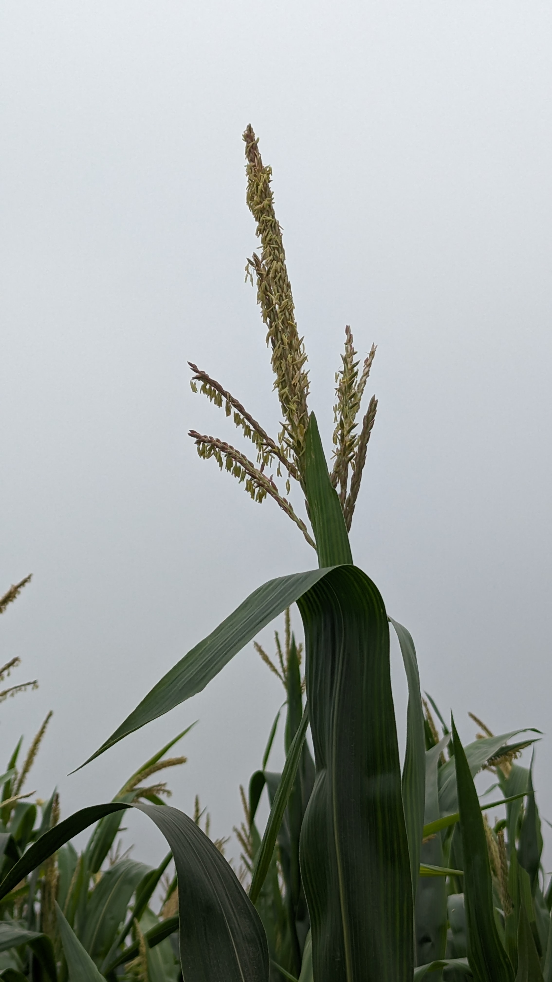 নাবিলার স্বপ্ন