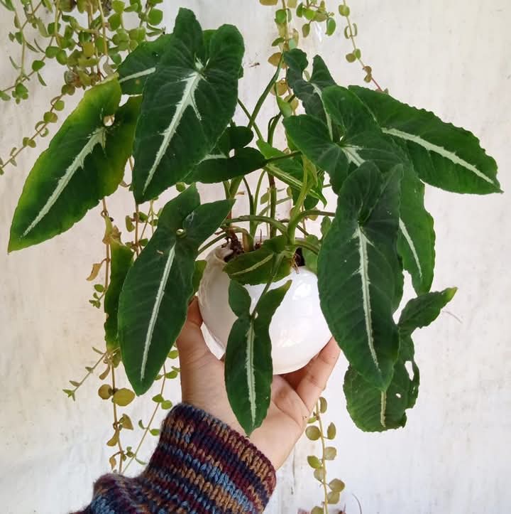 Rainy plant lover